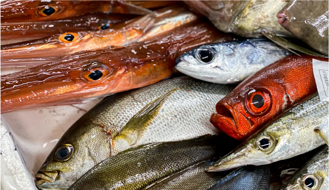 水揚げされた色とりどりの魚